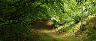 Bosque de San Zadornil